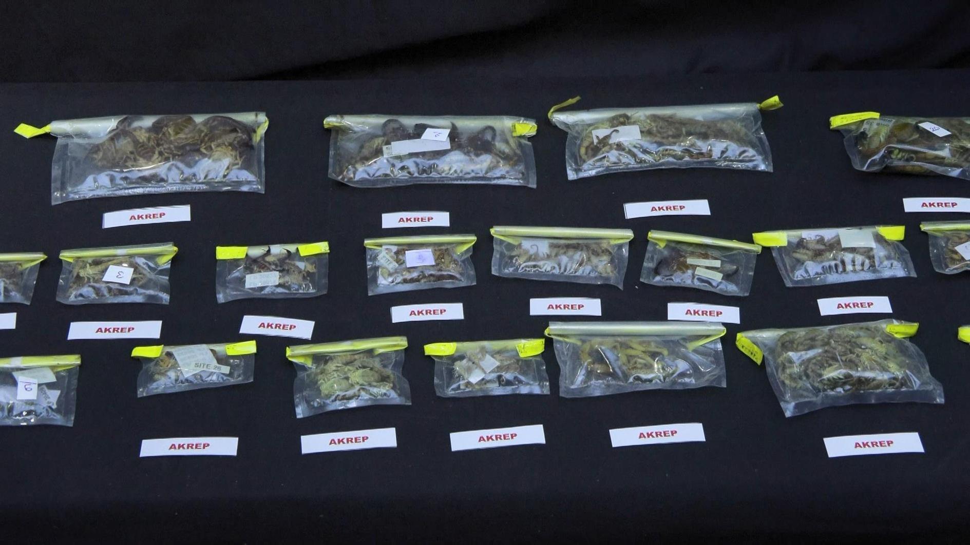 Türkiye’s biodiversity under spotlight after US professor arrested for smuggling